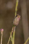 Savannah aster